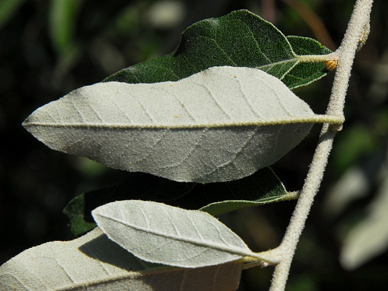 Eleagnus angustifolia